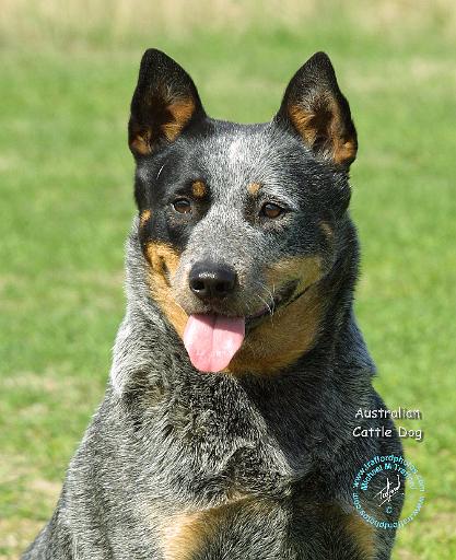 Australian Cattle Dog 9F059D-14.JPG